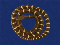 藏品(雨傘節)的圖片